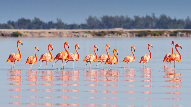 Group of pink flamingos wading in shallow water in Mexico, reflecting on a calm lagoon.