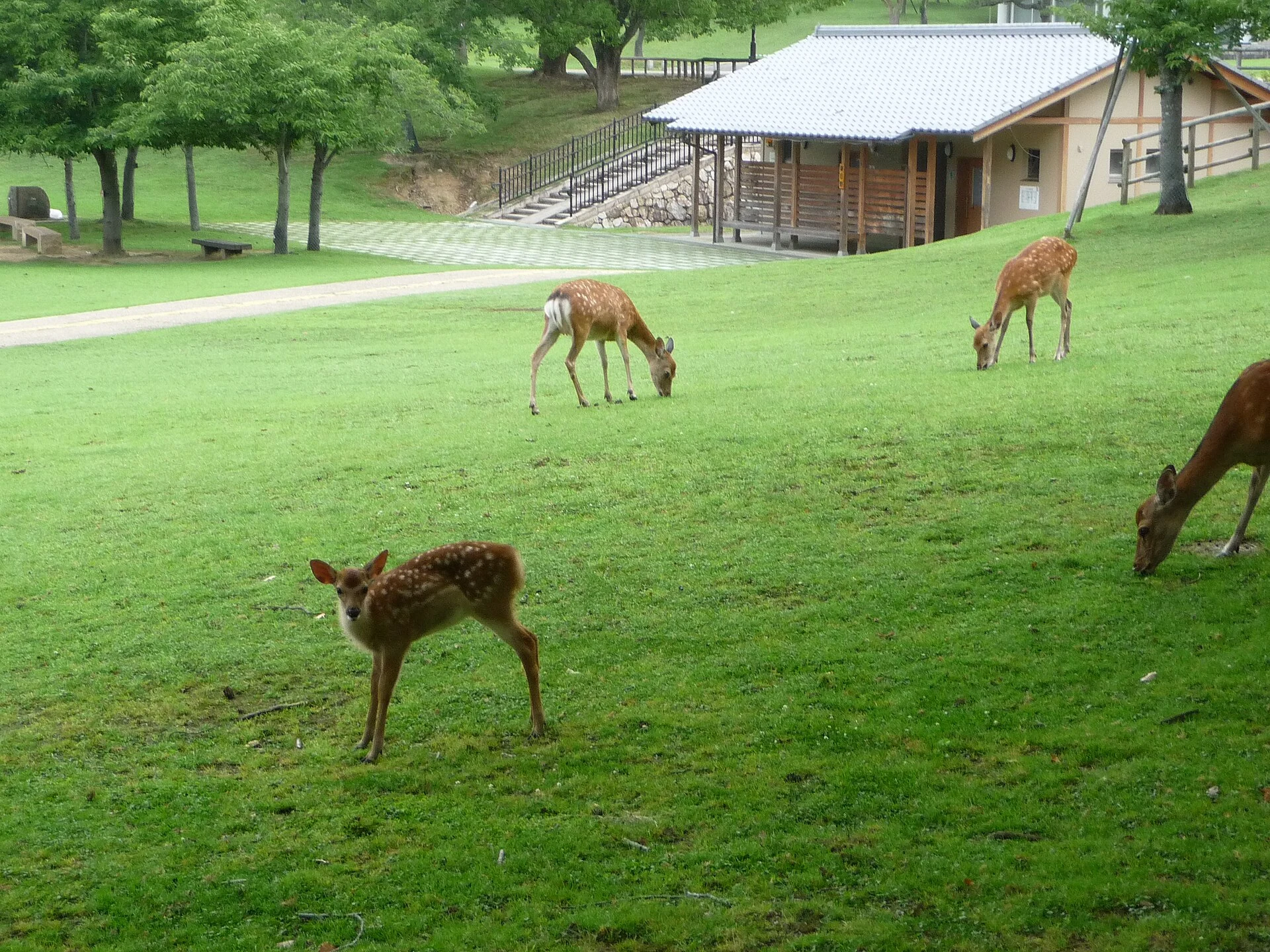 Daims du parc de Nara