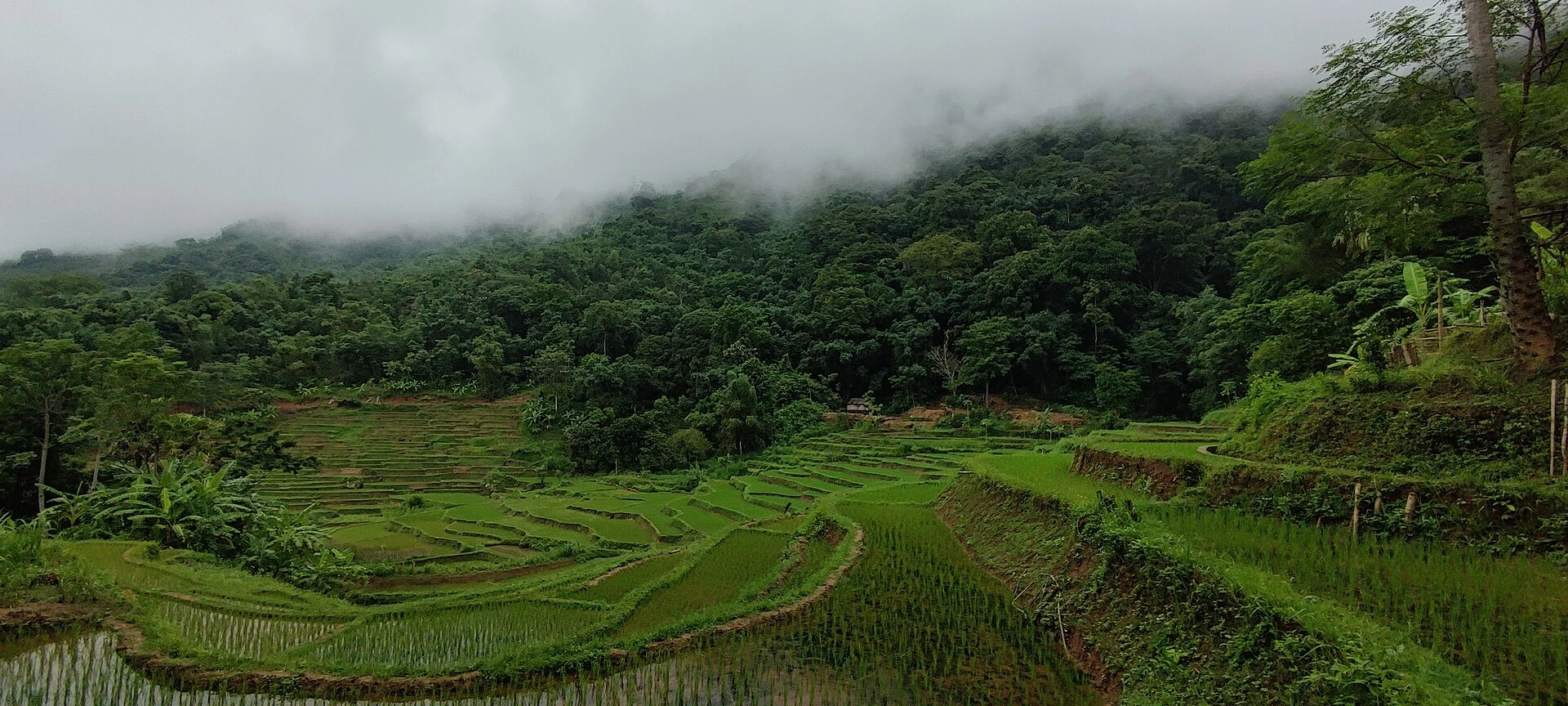 Rizières de la vallée de Mai Chau